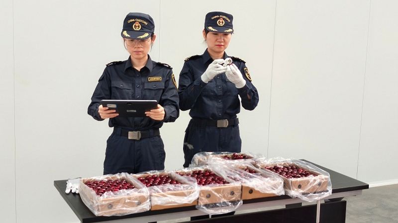 运城海关关员对首次直飞泰国的樱桃进行查验