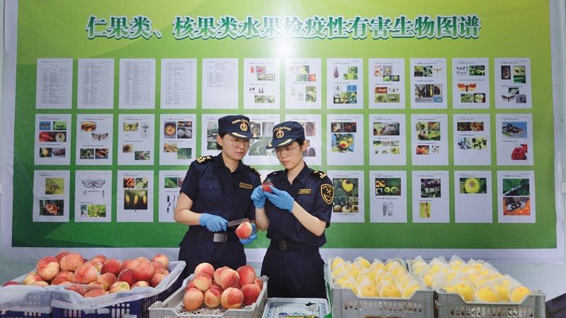 运城海关派员查检鲜桃，全力保障特色水果高效出口