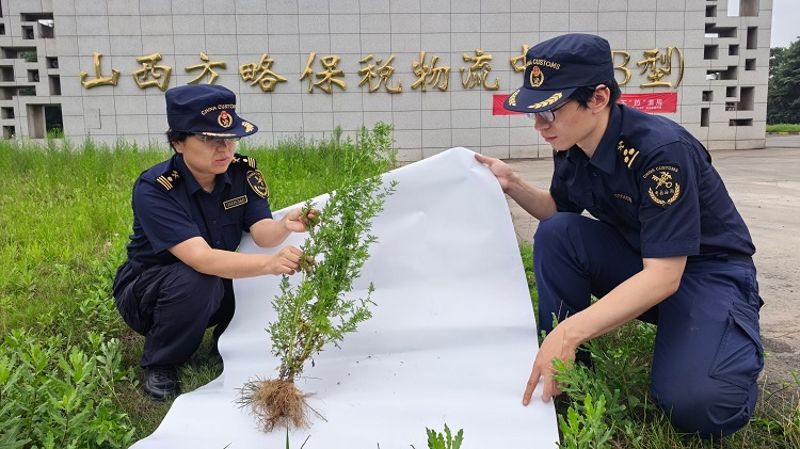 临汾海关在进口矿产品堆场周边开展外来杂草监测